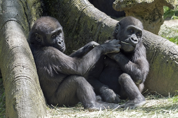 Bronx Zoo Baby Gorilla UPDATE > Newsroom